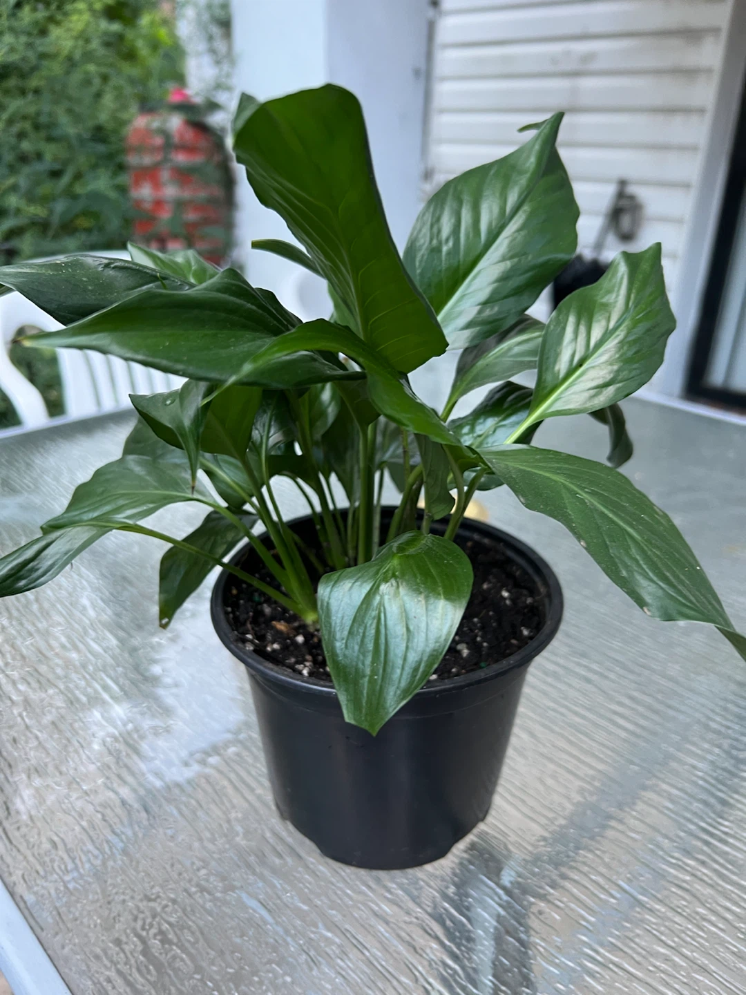 Potted Peace Lily Plant