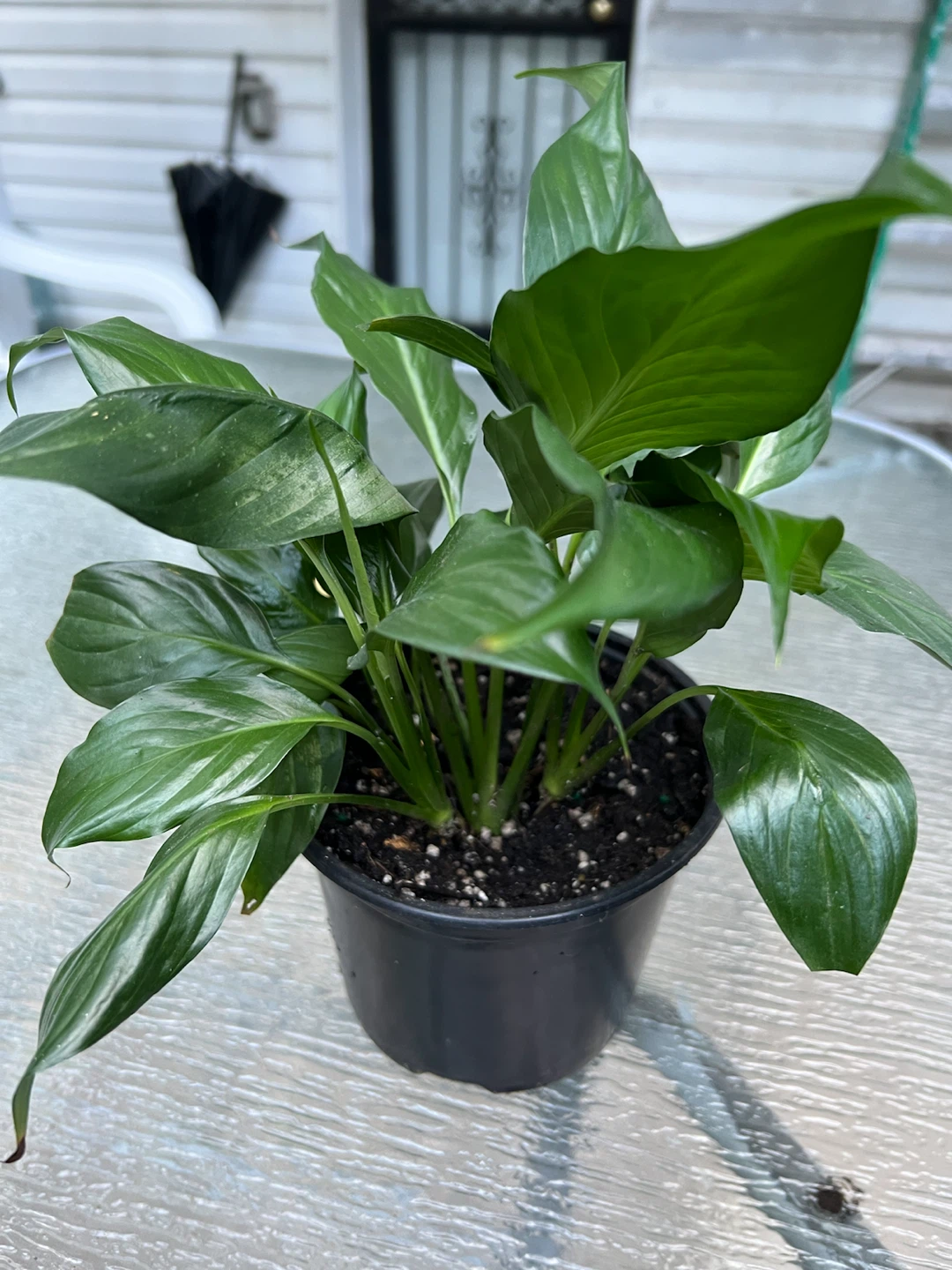 Potted Peace Lily Plant - photo 2