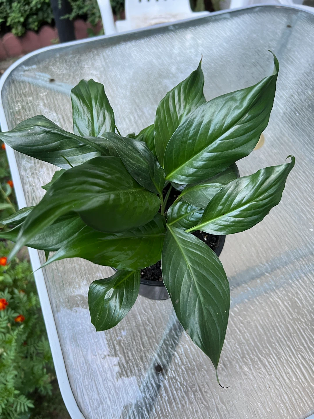 Potted Peace Lily Plant - photo 3