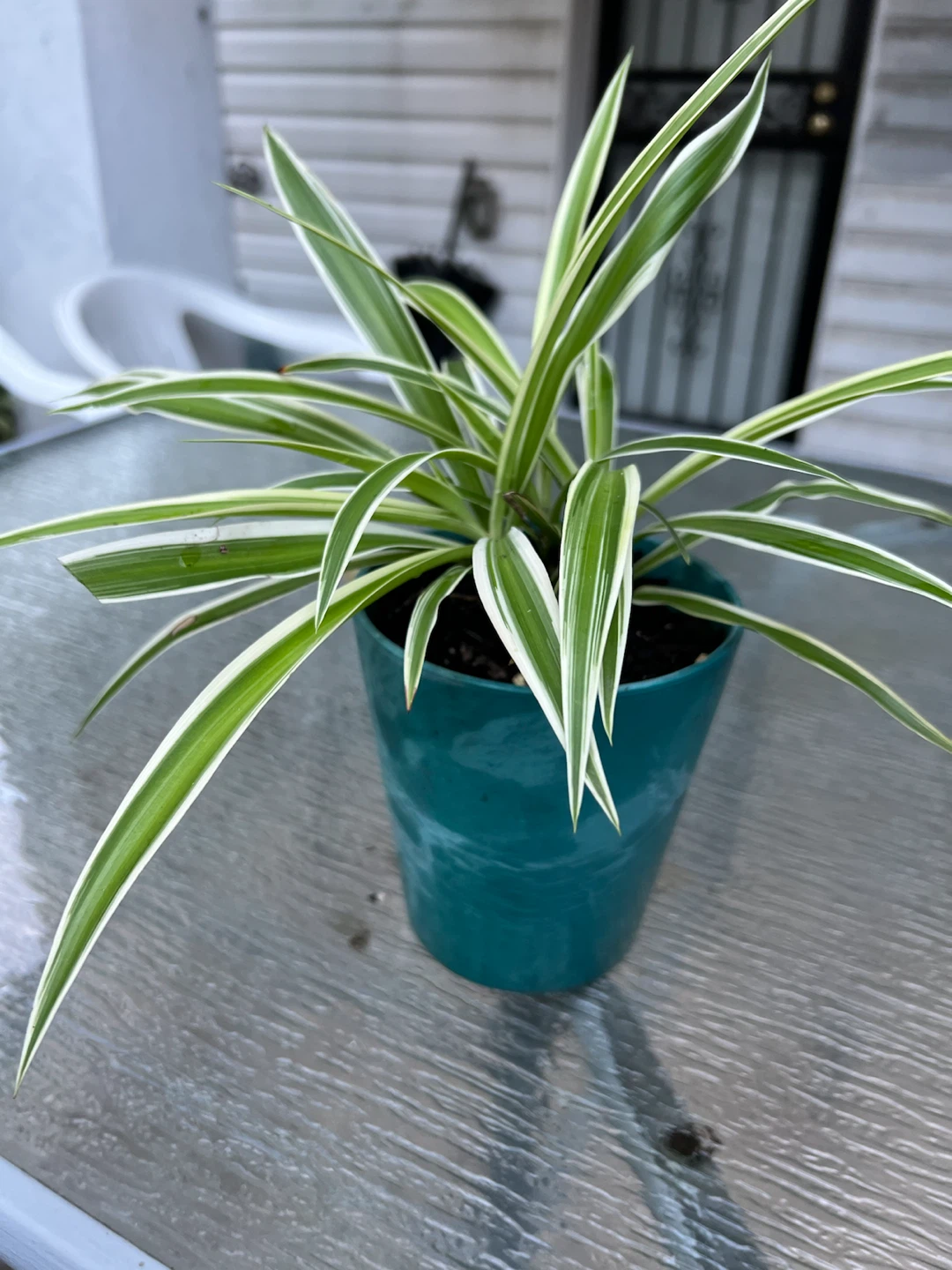Spider Plant in Teal Pot