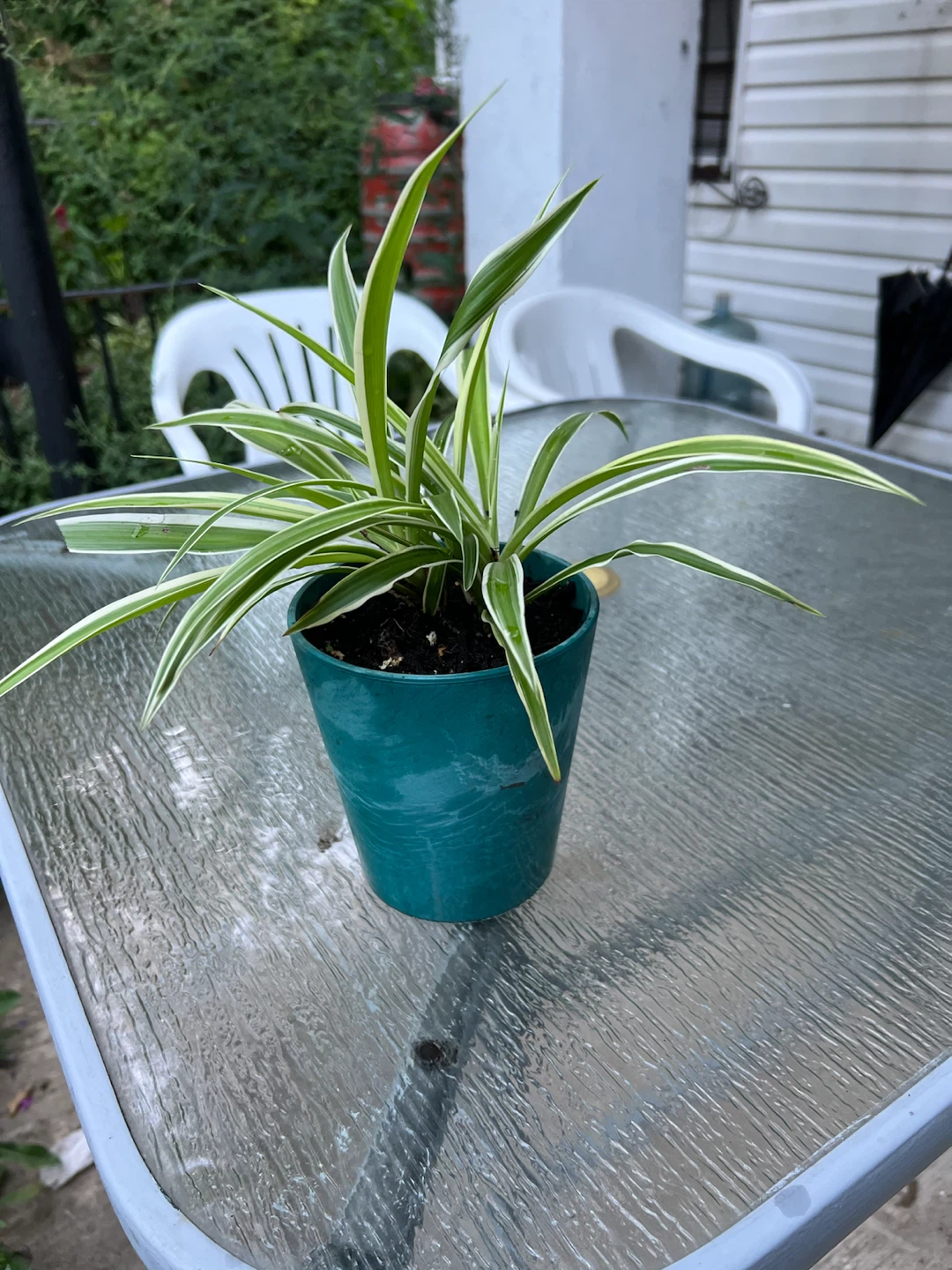 Spider Plant in Teal Pot - photo 2