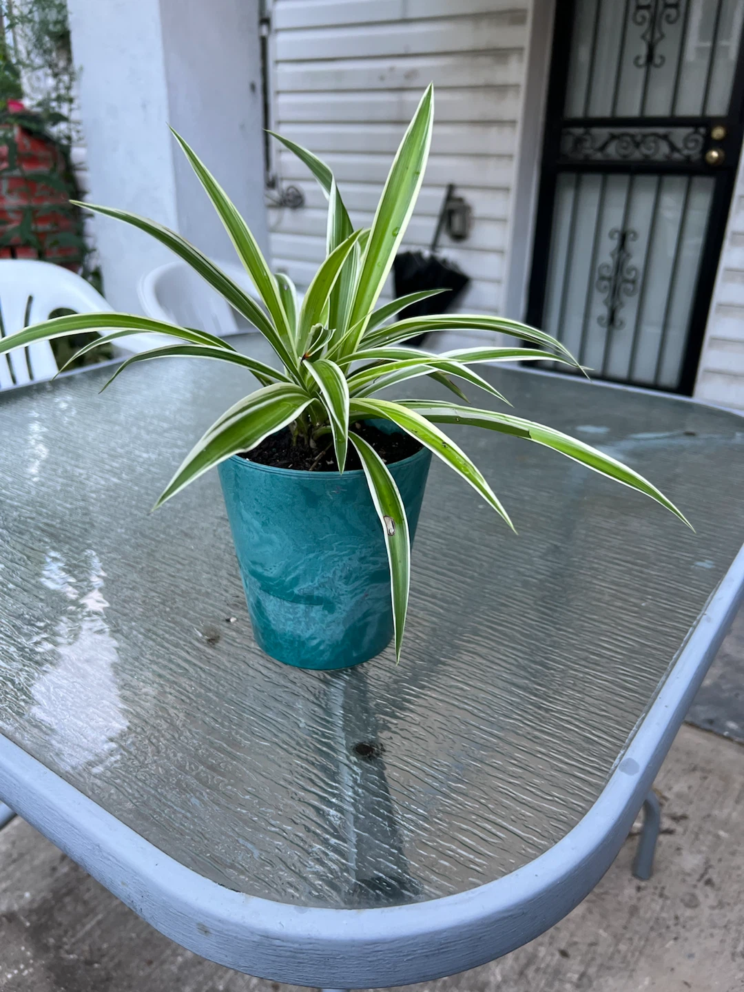 Spider Plant in Teal Pot - photo 3