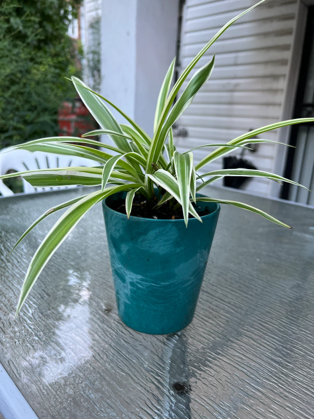 Spider Plant in Teal Pot - photo 4