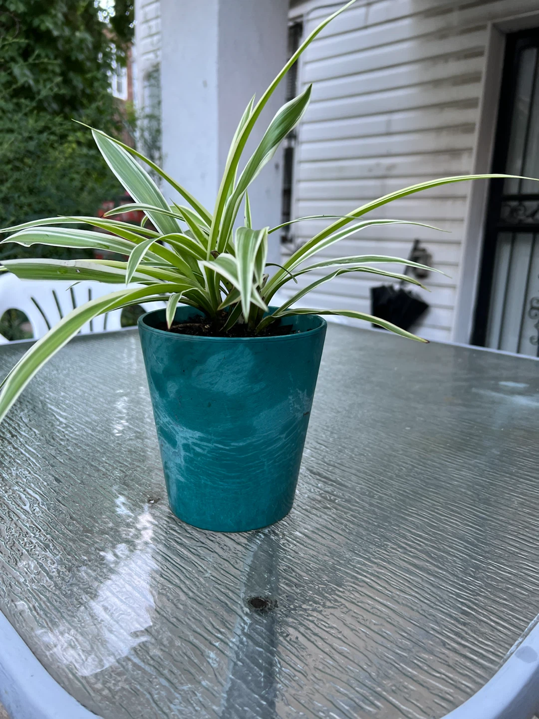 Spider Plant in Teal Pot - photo 5