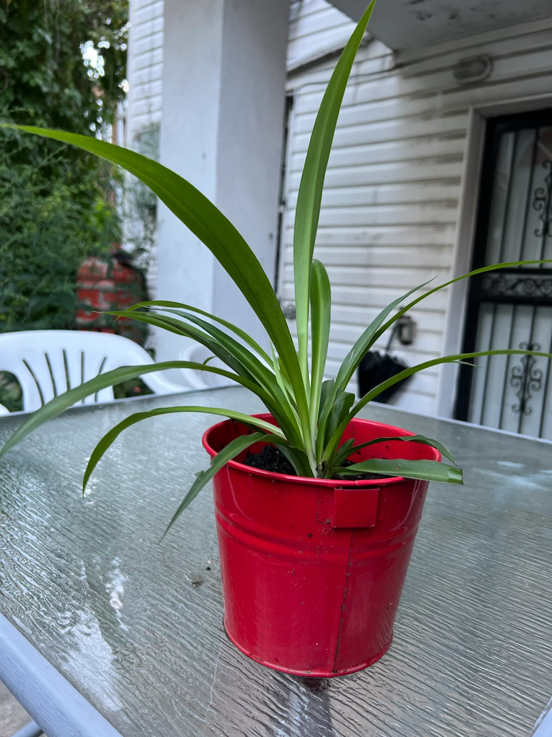 Potted healthy big leaves Spider Plant