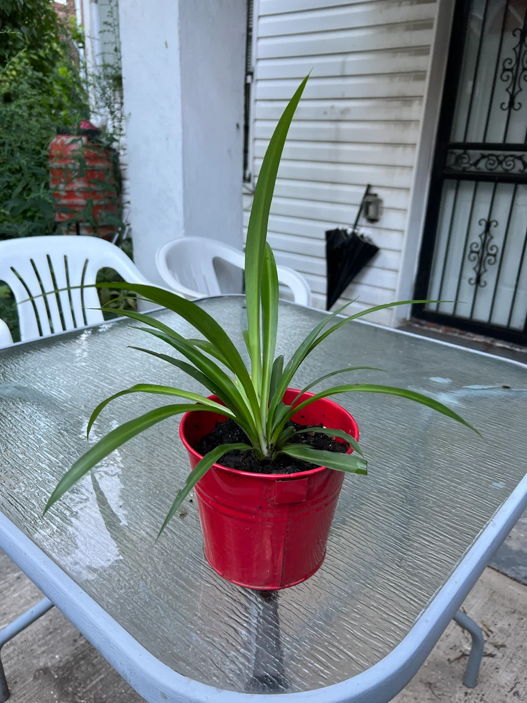 Potted healthy big leaves Spider Plant - photo 2