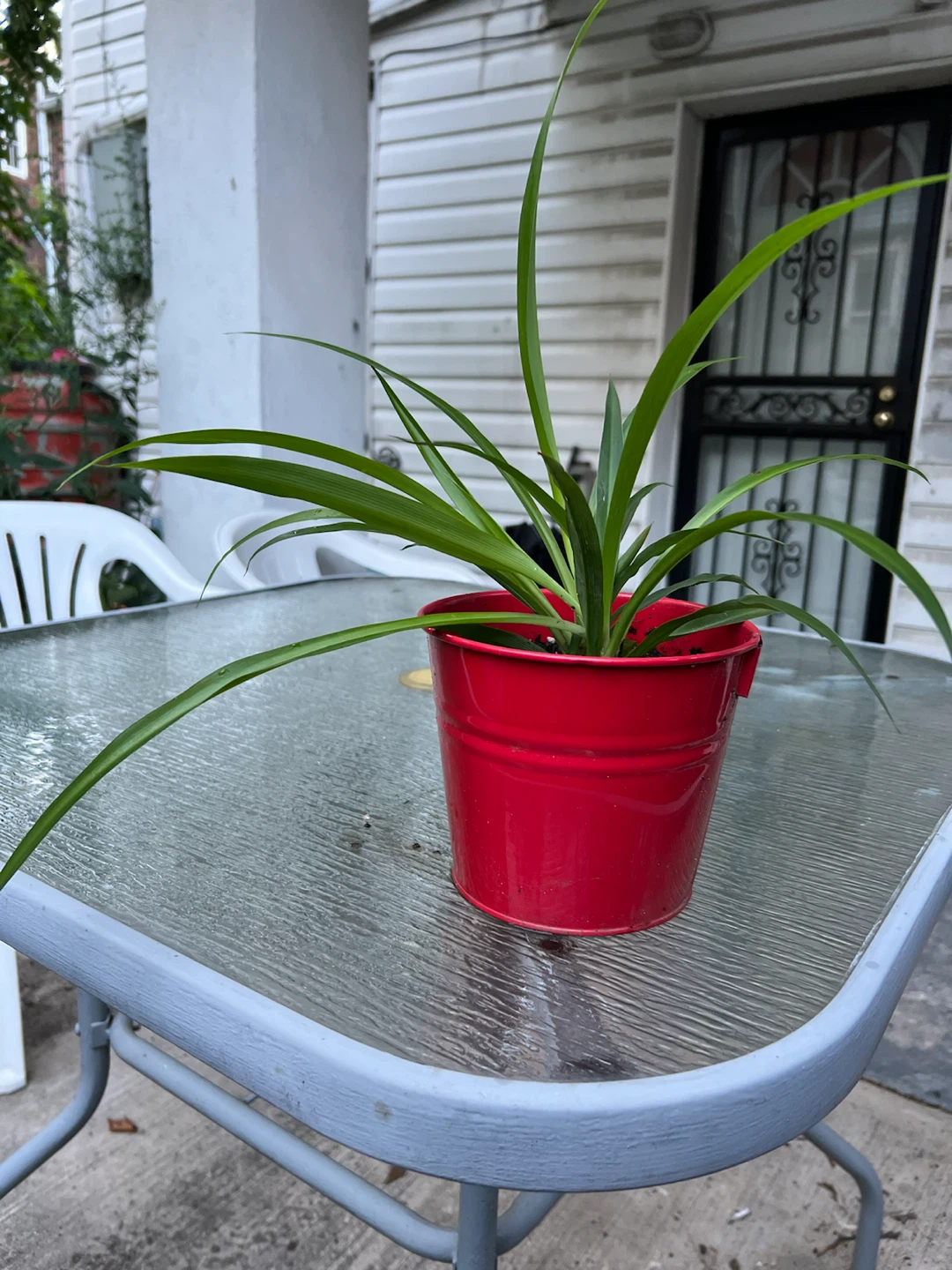 Potted healthy big leaves Spider Plant - photo 3
