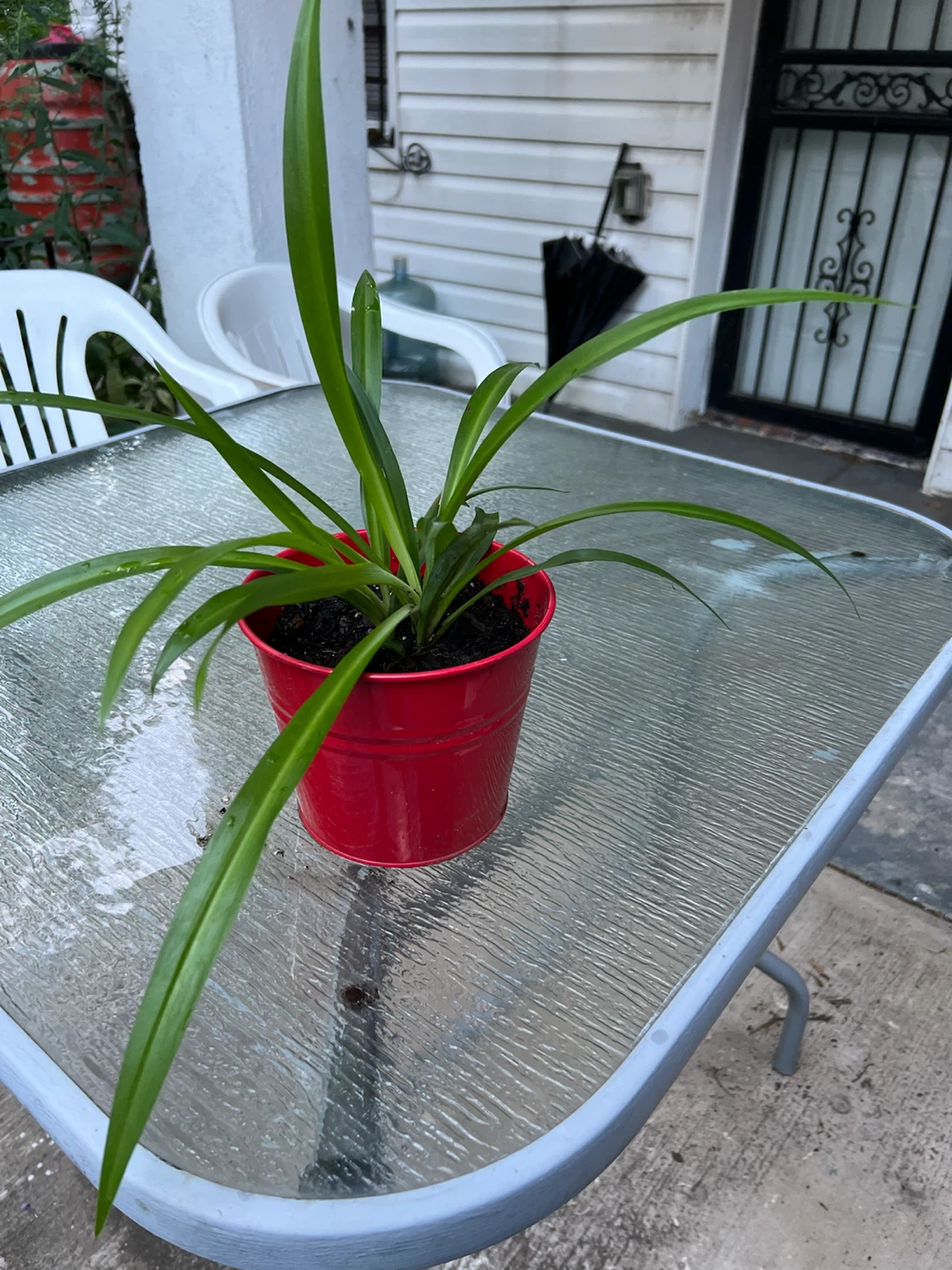 Potted healthy big leaves Spider Plant - photo 4