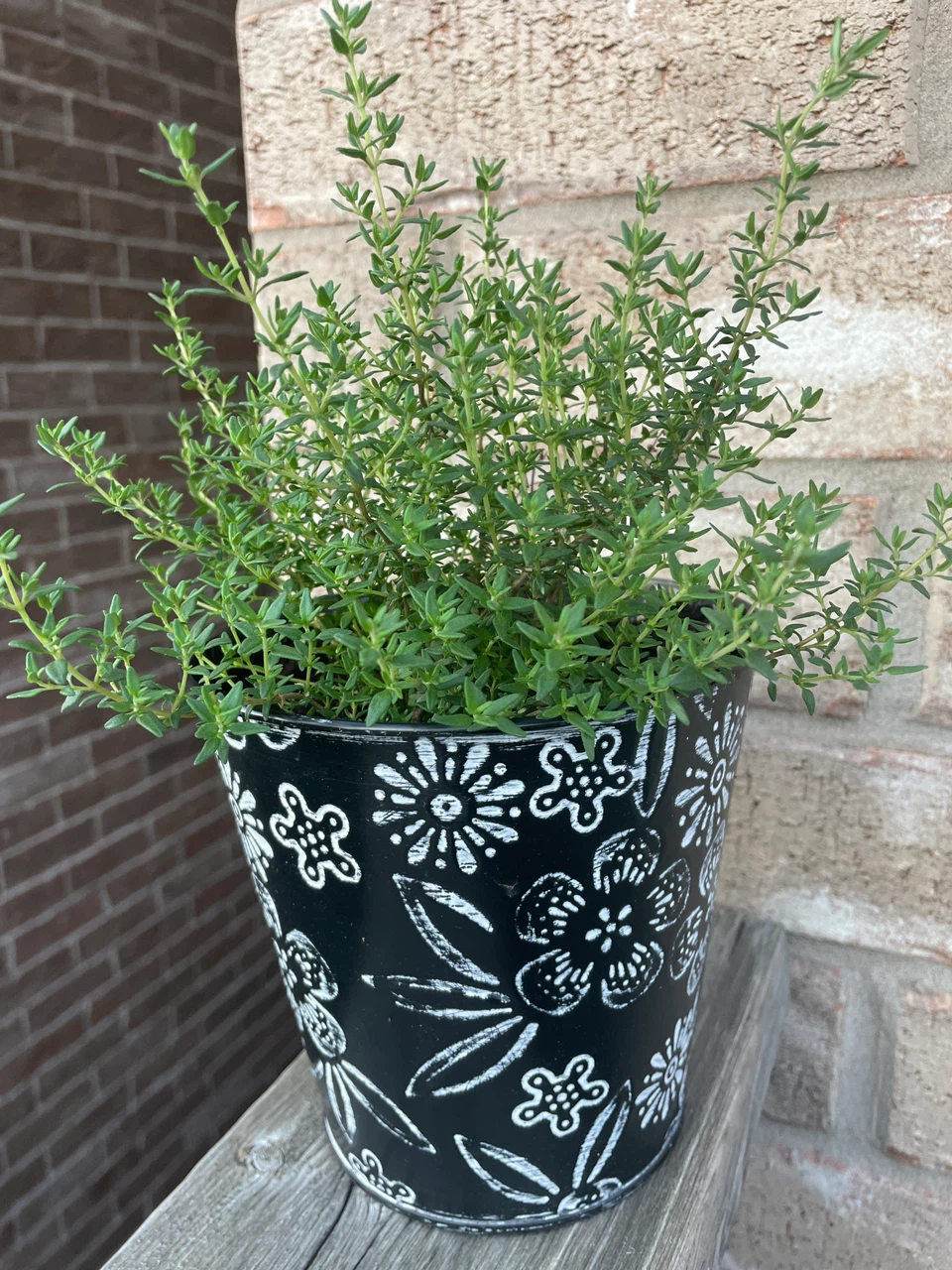 Fresh Thyme Plant in Decorative Pot