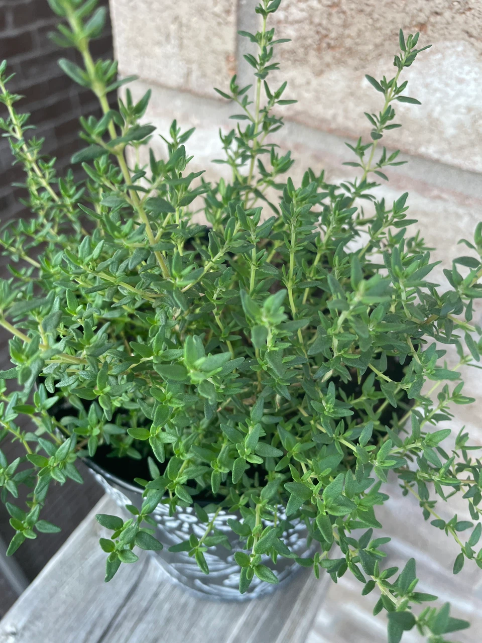 Fresh Thyme Plant in Decorative Pot - photo 2