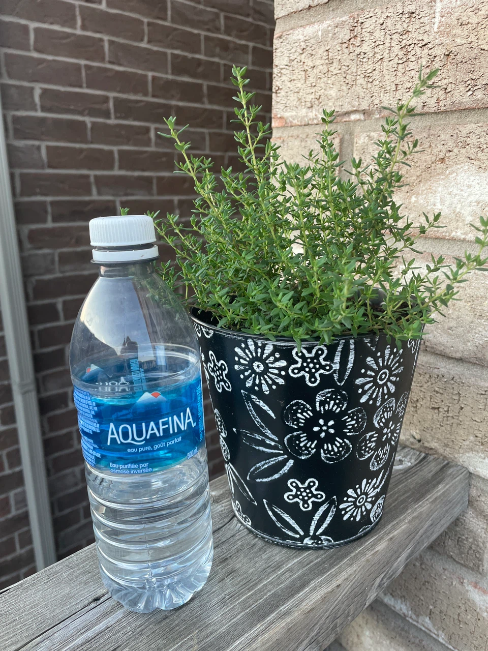 Fresh Thyme Plant in Decorative Pot - photo 3