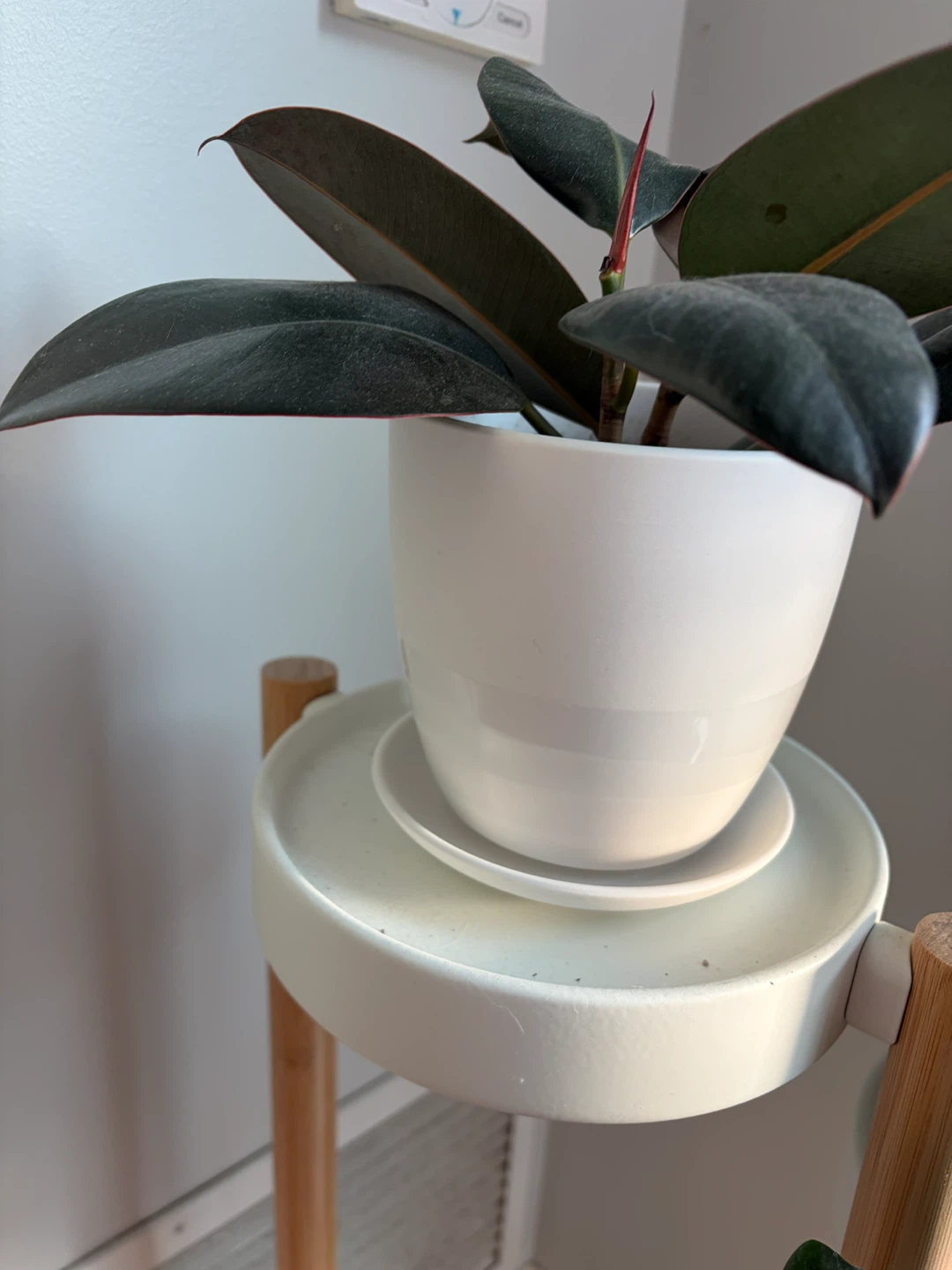 Rubber Plant in Chive Ceramic White Pot