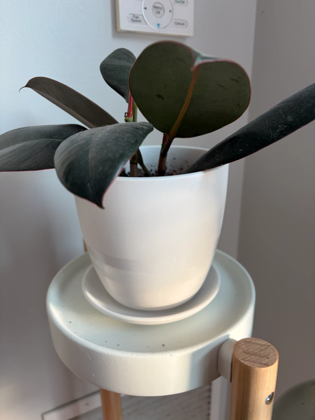 Rubber Plant in Chive Ceramic White Pot - photo 2