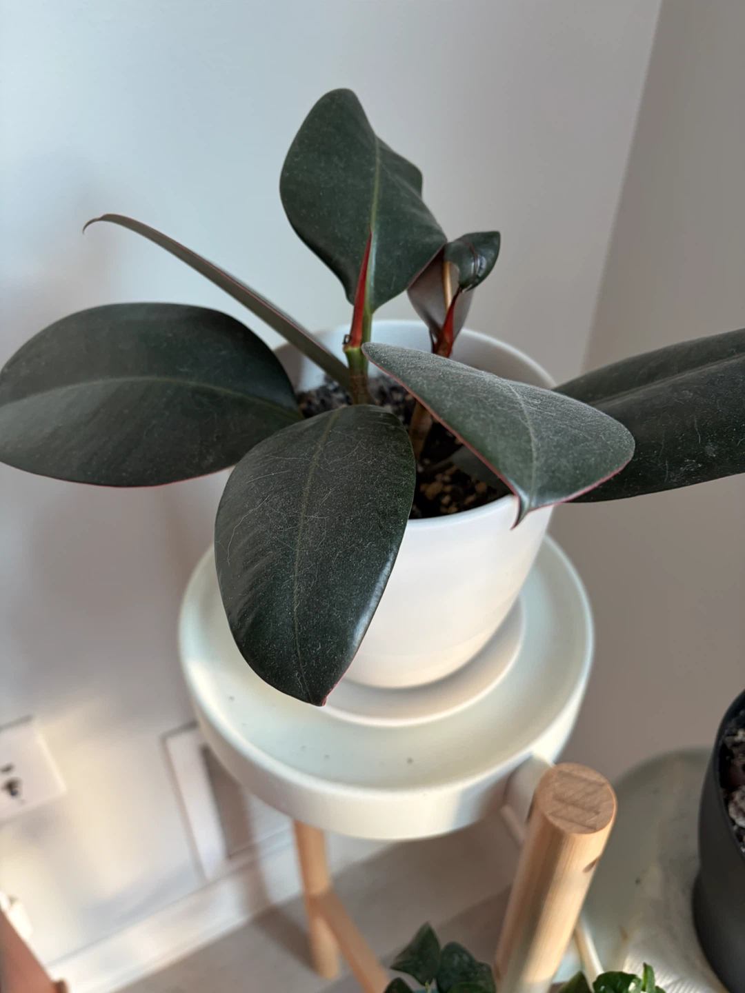 Rubber Plant in Chive Ceramic White Pot - photo 3