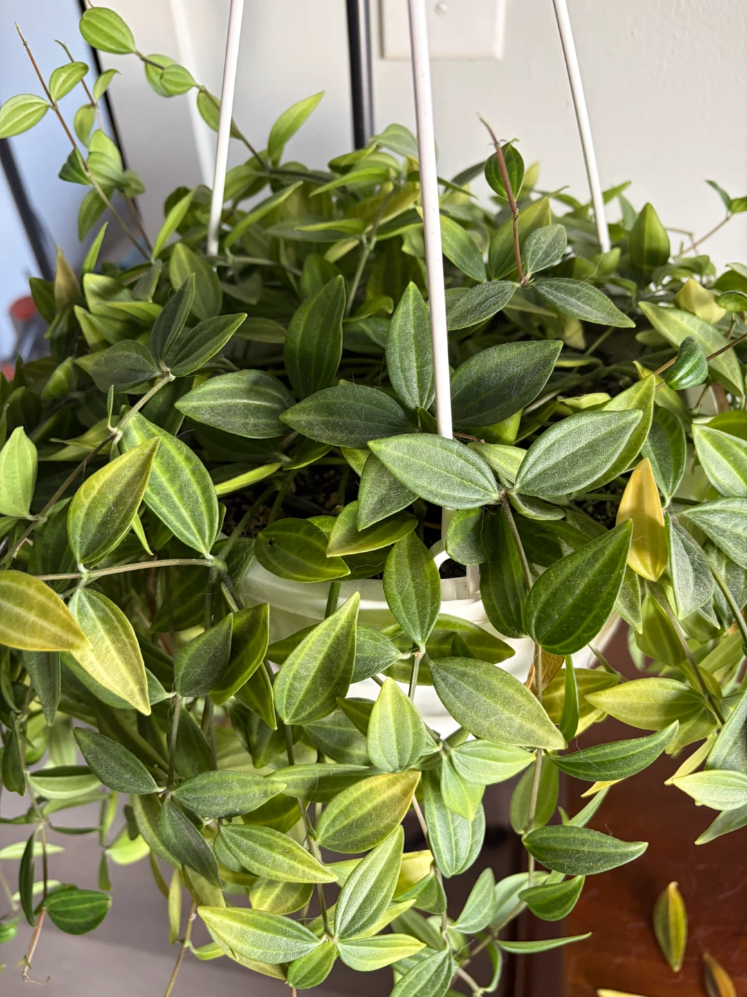 Hanging Peperomia Funky Frog