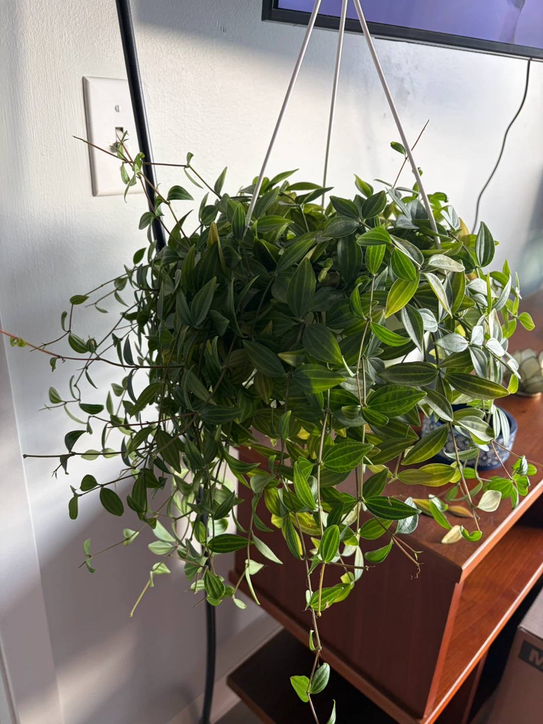 Hanging Peperomia Funky Frog - photo 2