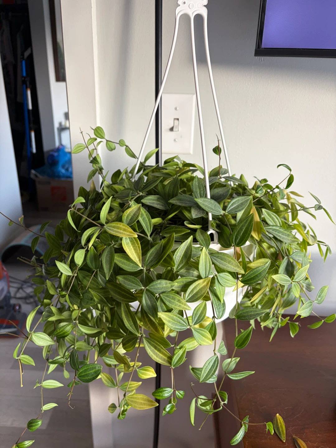 Hanging Peperomia Funky Frog - photo 3