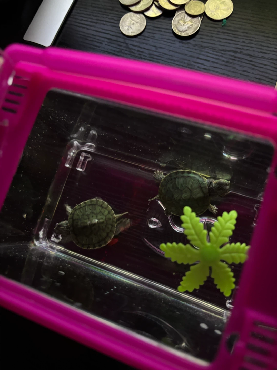 Two baby turtles