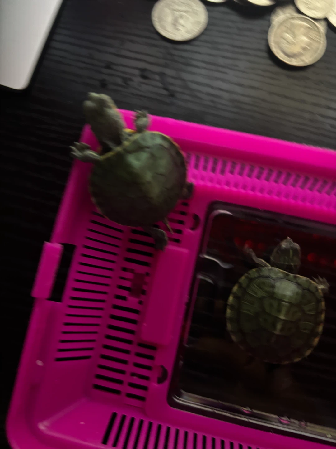 Two baby turtles - photo 2