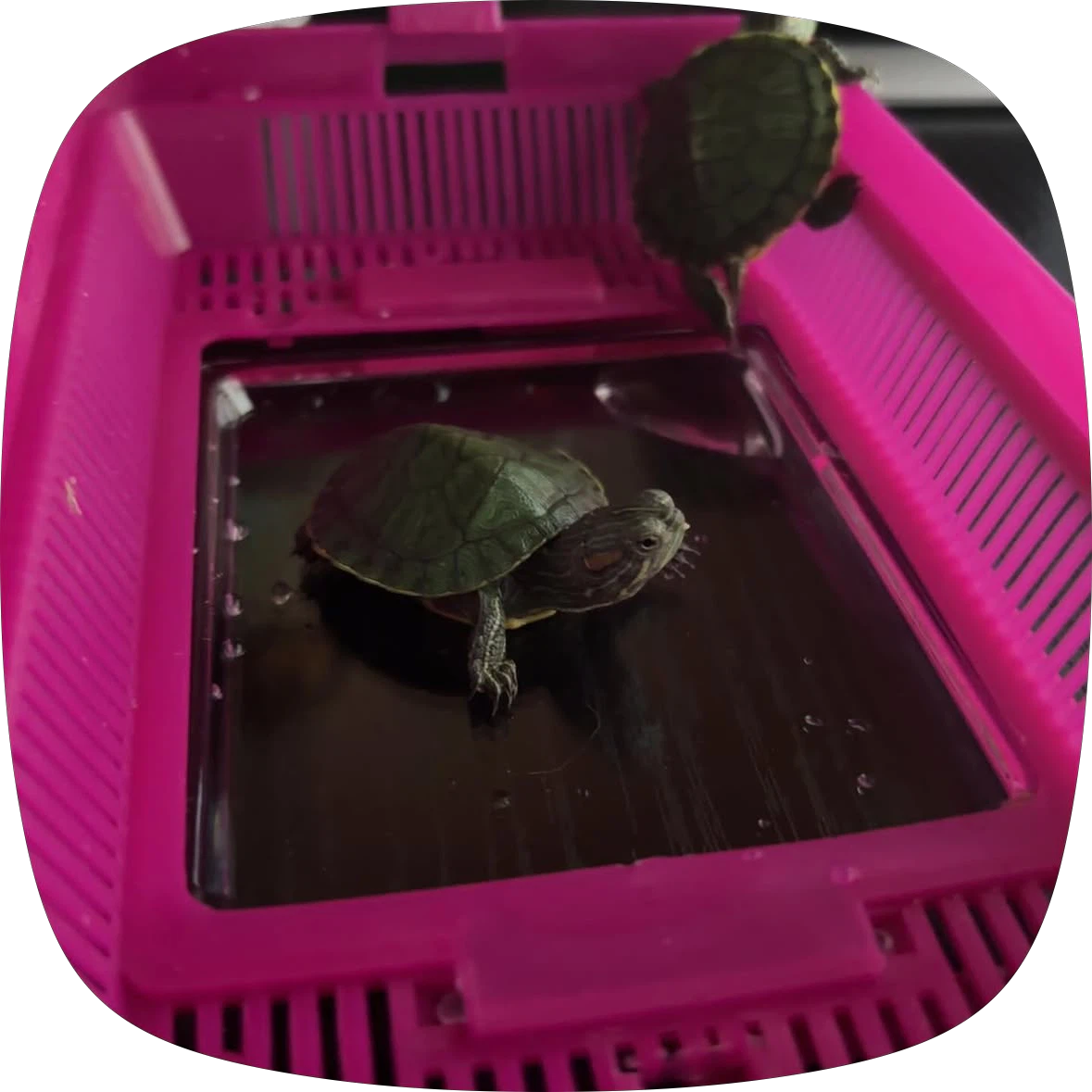 Two baby turtles - photo 3