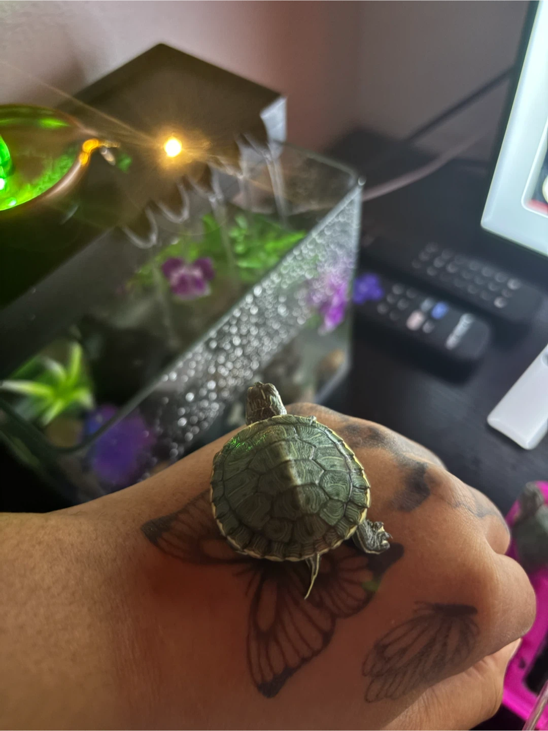 Two baby turtles - photo 4