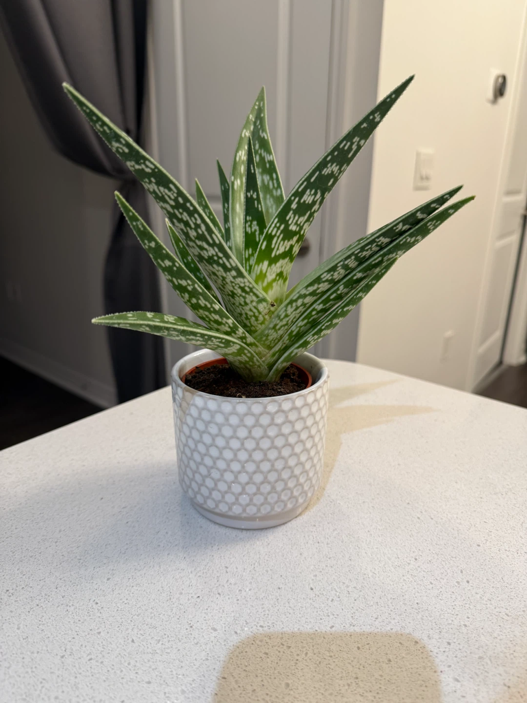 Tiger Aloe Vera Plant in Decorative Pot