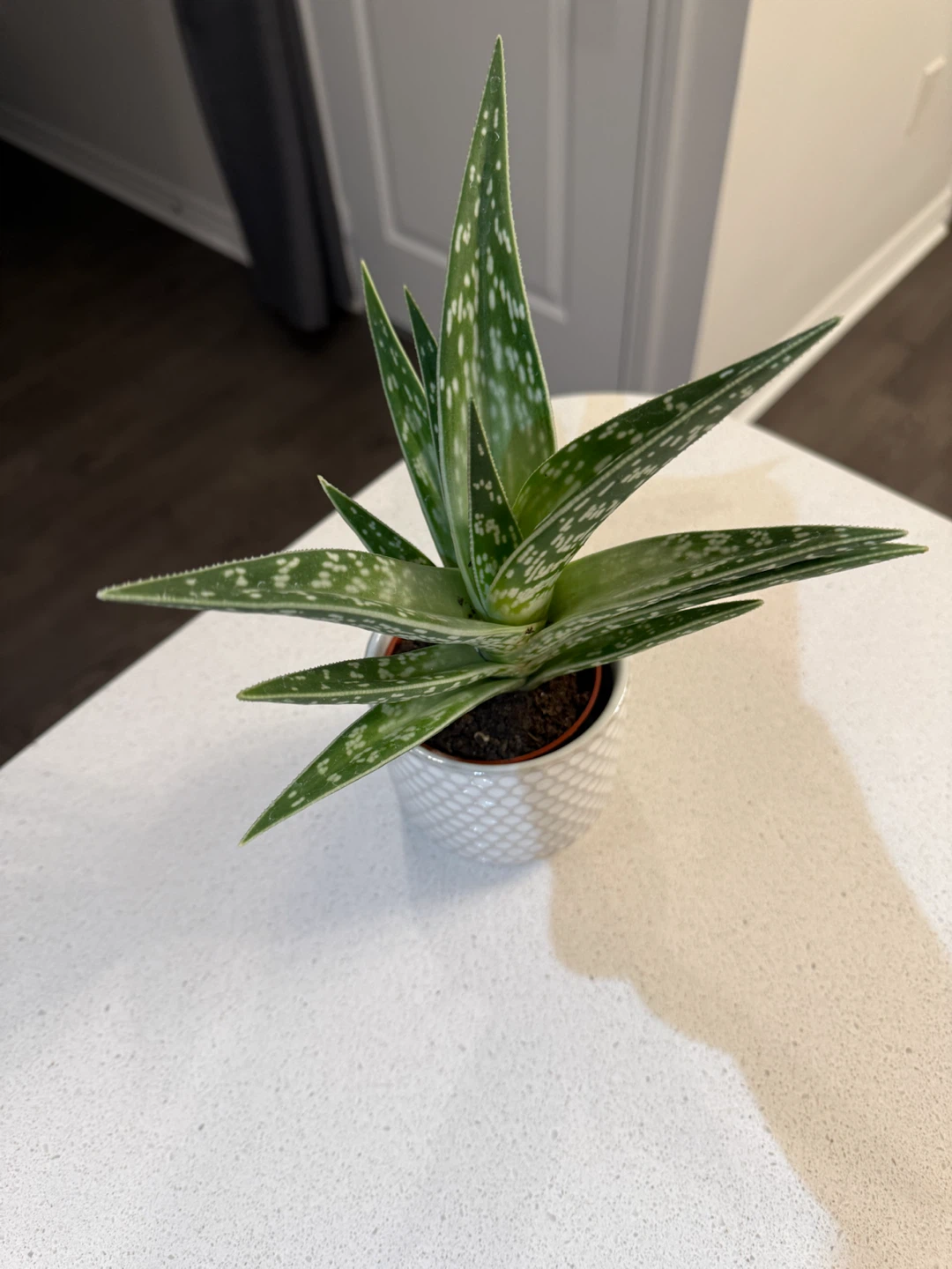 Tiger Aloe Vera Plant in Decorative Pot - photo 2