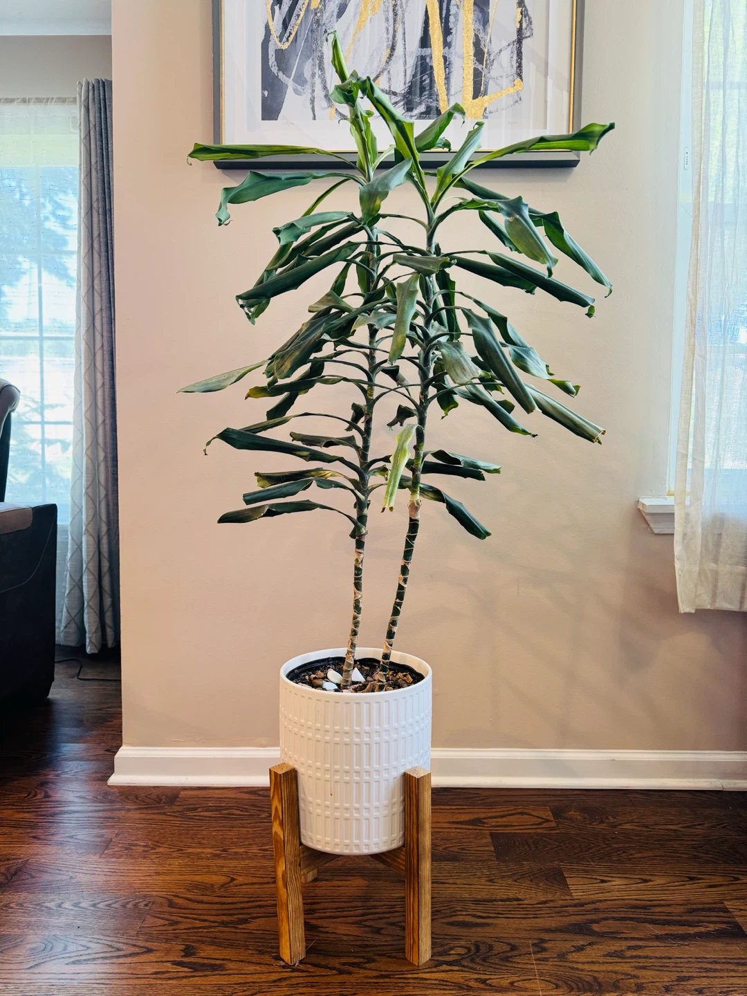 Dracaena Corn Plant in White Ceramic Pot with Stand - photo 2