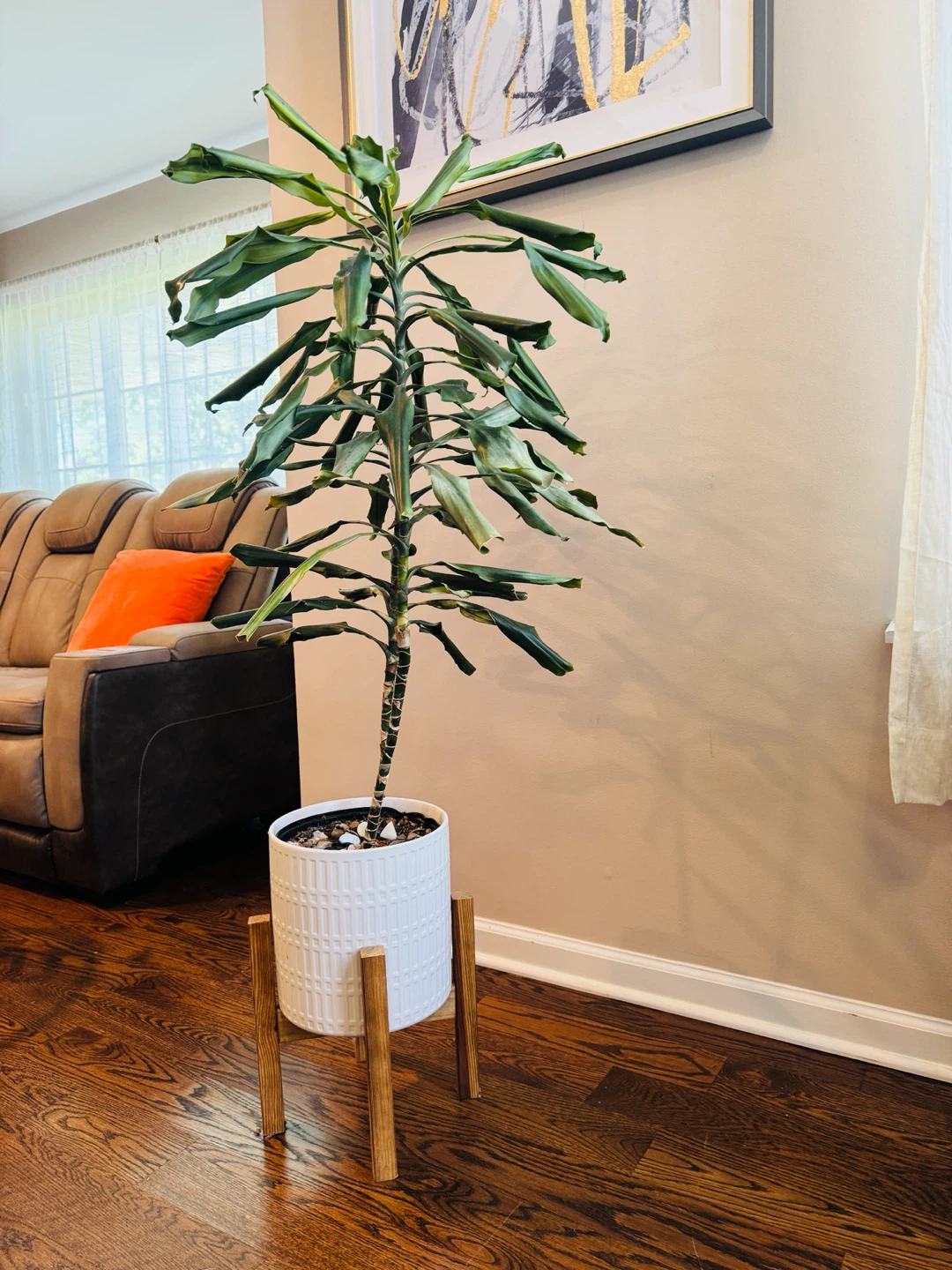 Dracaena Corn Plant in White Ceramic Pot with Stand - photo 3