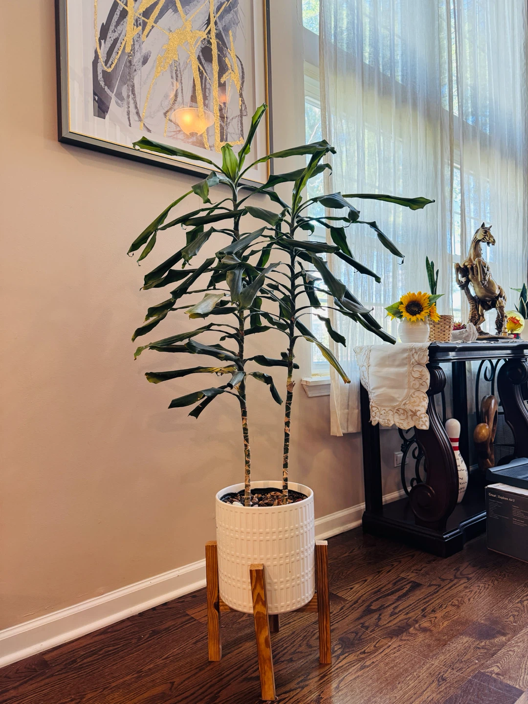 Dracaena Corn Plant in White Ceramic Pot with Stand - photo 4