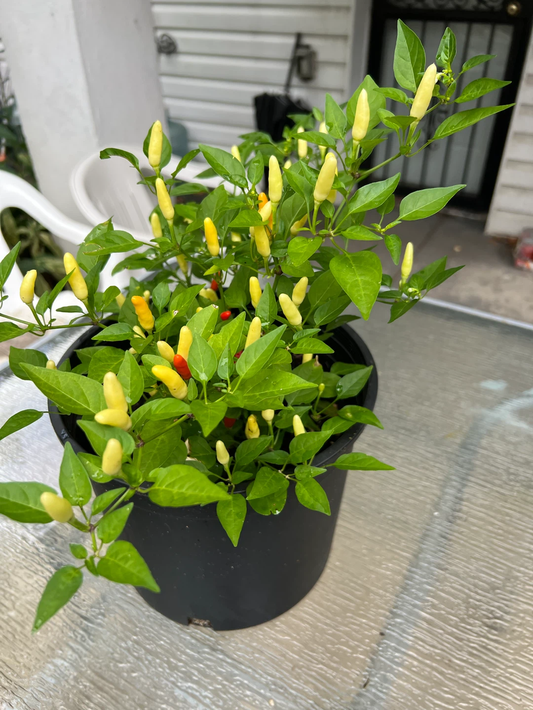 Potted Thai Chili Plant with Yellow and Red Peppers