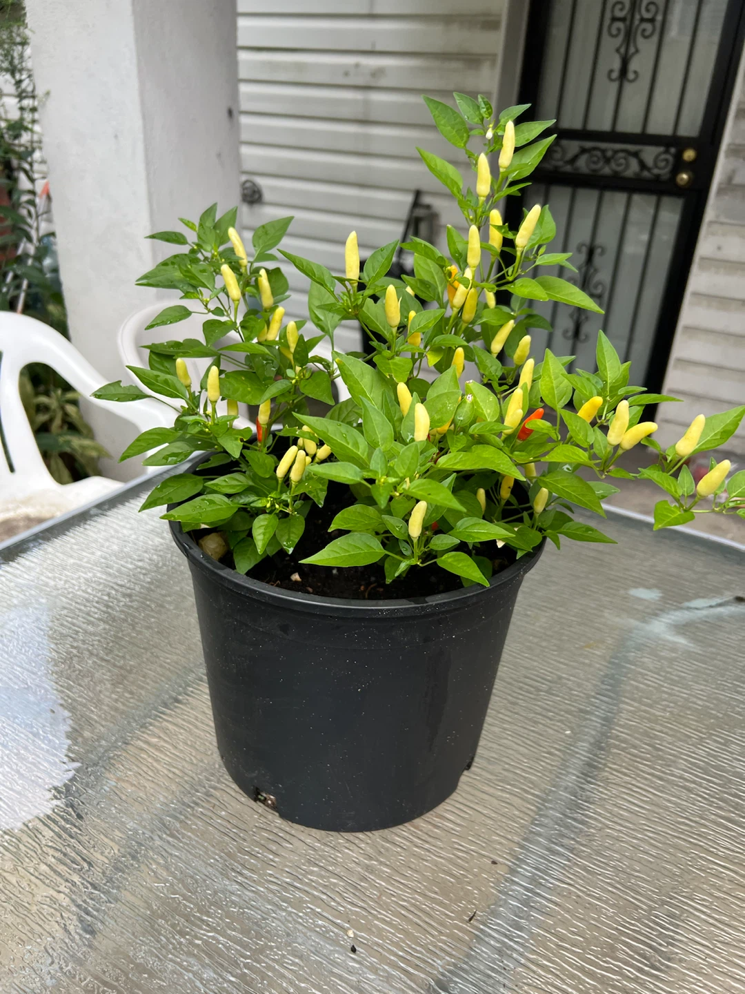 Potted Thai Chili Plant with Yellow and Red Peppers - photo 2