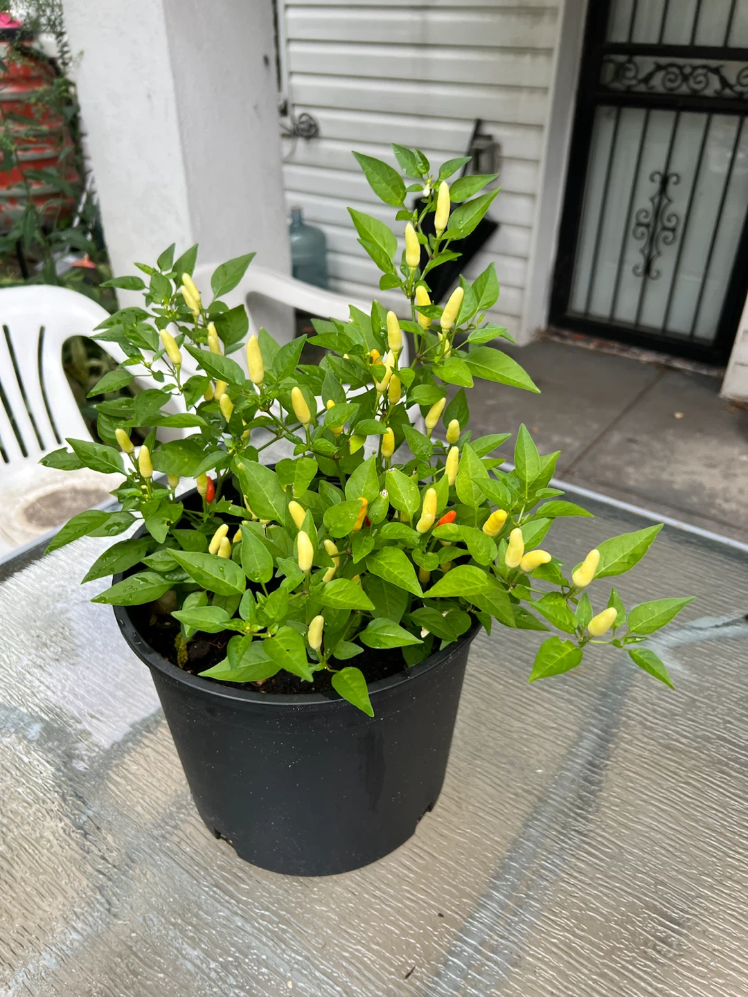 Potted Thai Chili Plant with Yellow and Red Peppers - photo 3