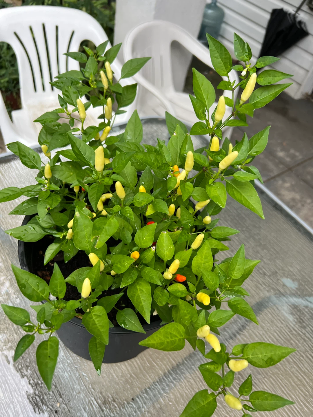 Potted Thai Chili Plant with Yellow and Red Peppers - photo 4