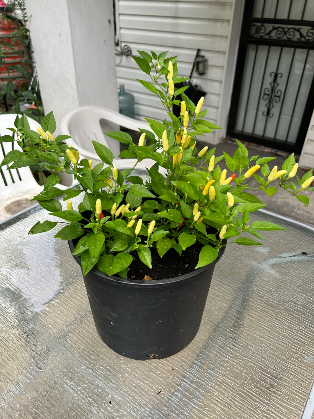 Potted Thai Chili Plant with Yellow and Red Peppers - photo 5