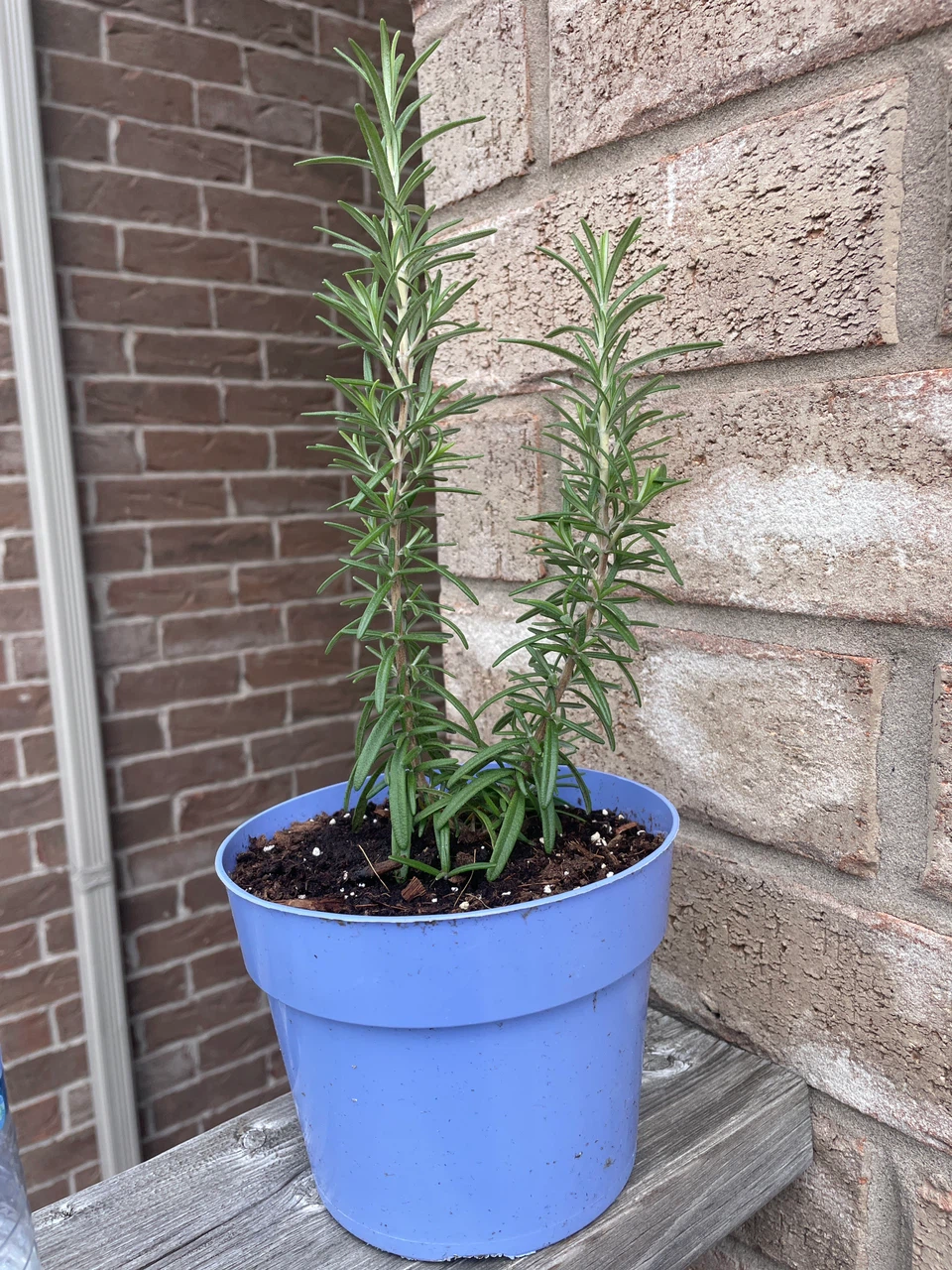Rosemary Plant in Blue Pot
