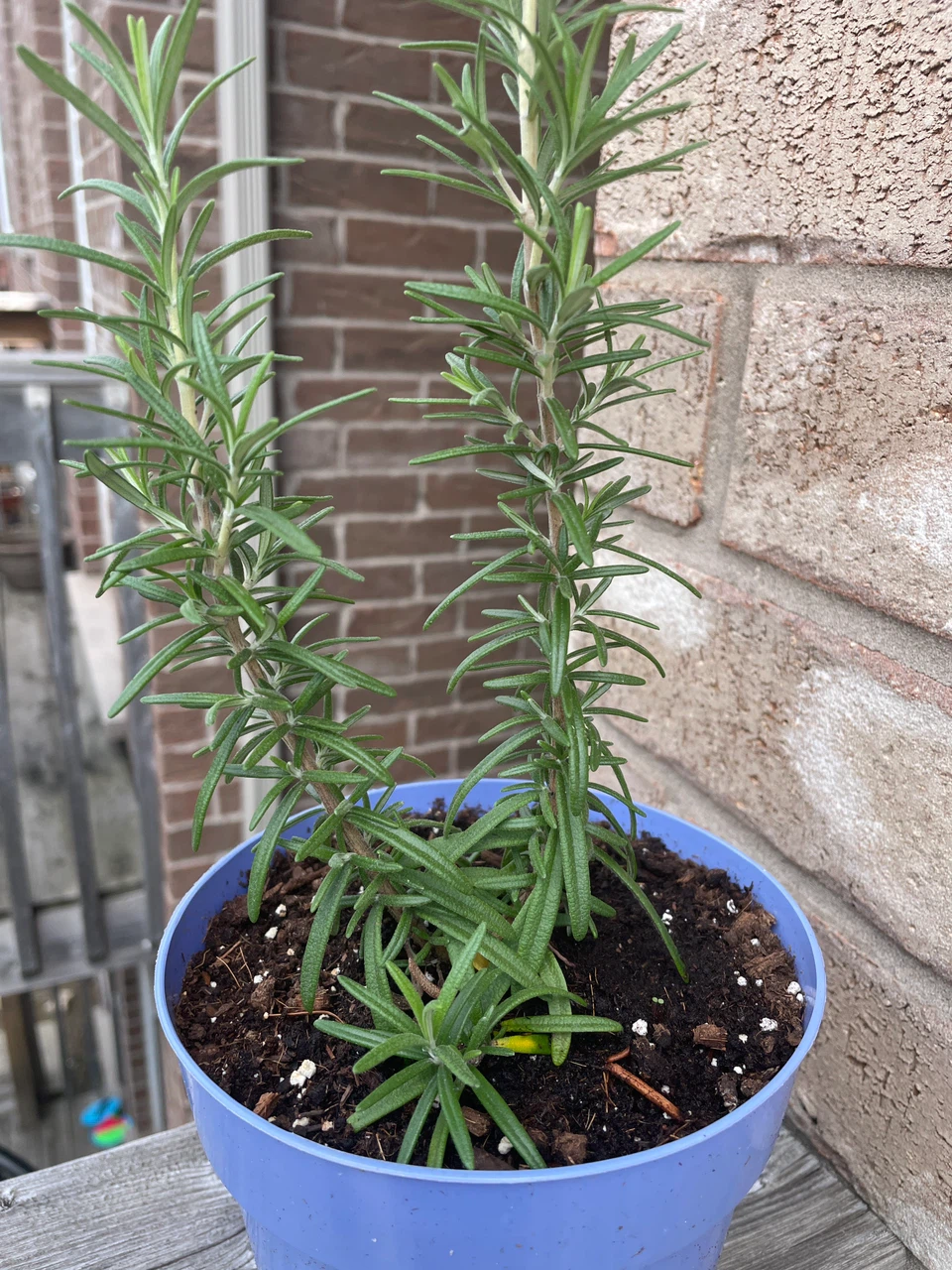 Rosemary Plant in Blue Pot - photo 2