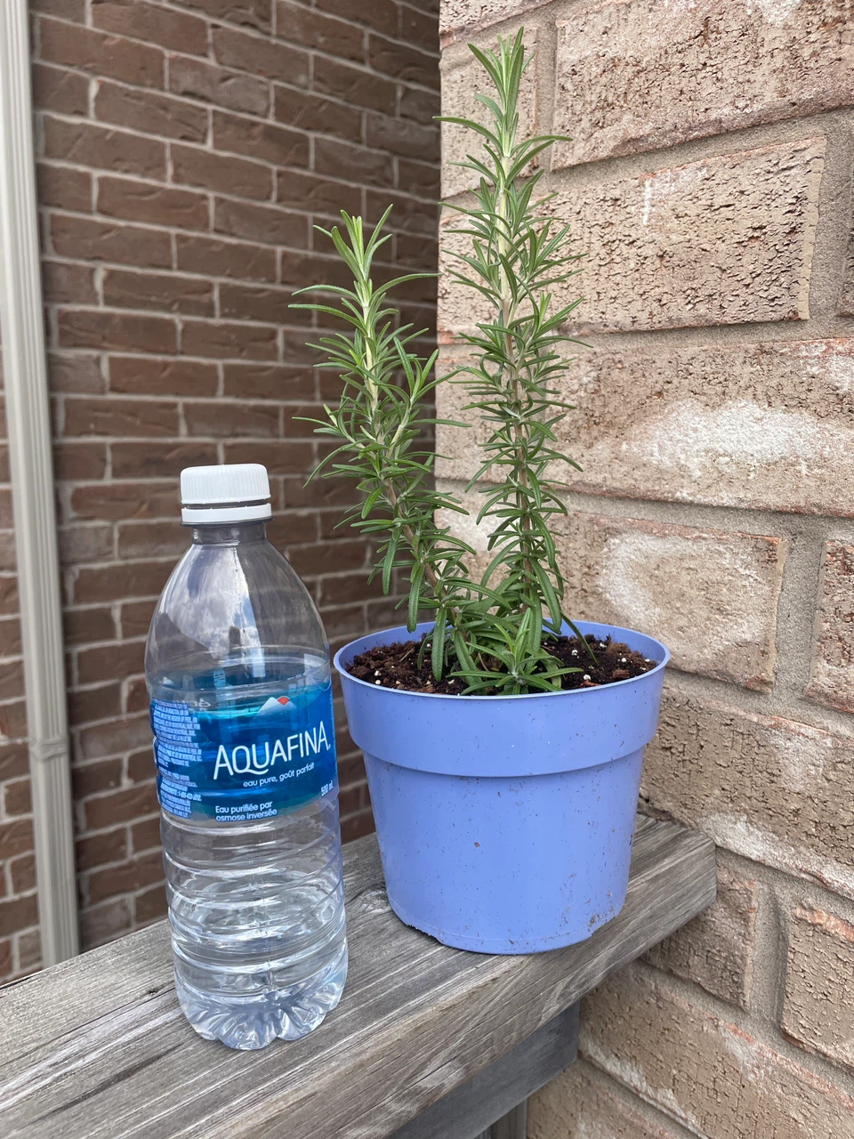 Rosemary Plant in Blue Pot - photo 3