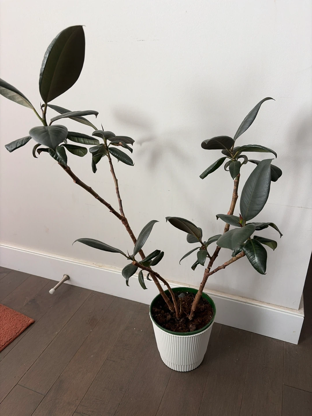 Rubber Plant 2ft tall