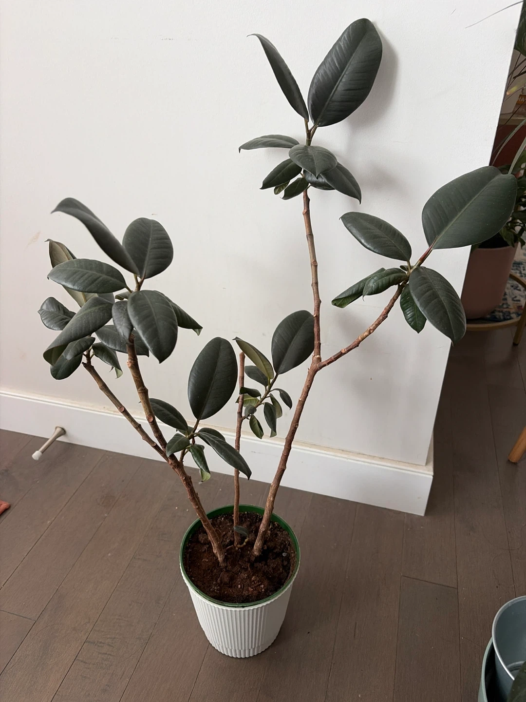 Rubber Plant 2ft tall - photo 2