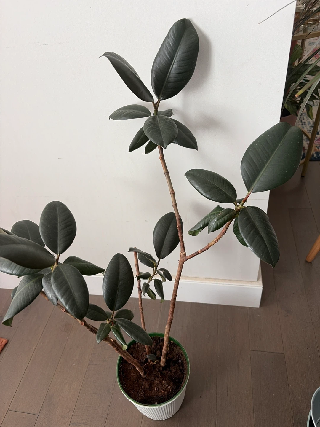 Rubber Plant 2ft tall - photo 3