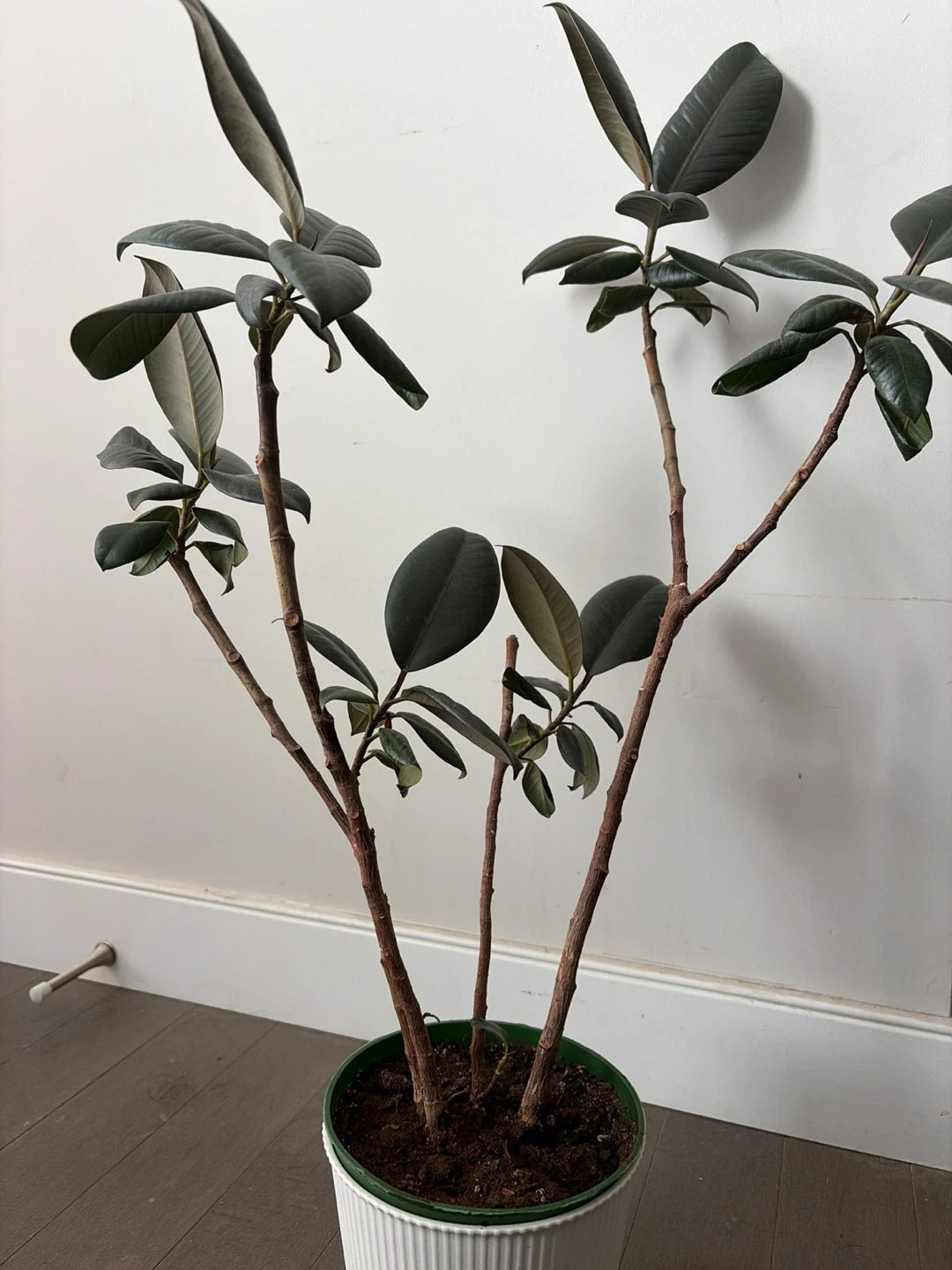 Rubber Plant 2ft tall - photo 4
