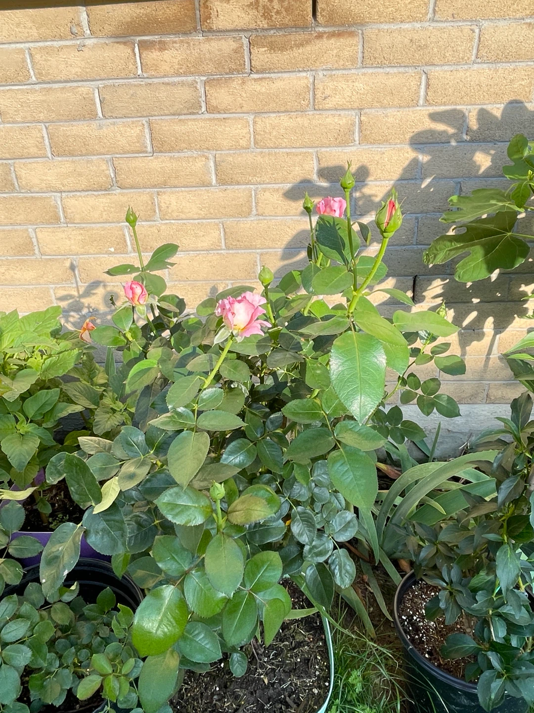 Grandiflora - orange pink Rose - 3 years old - photo 2