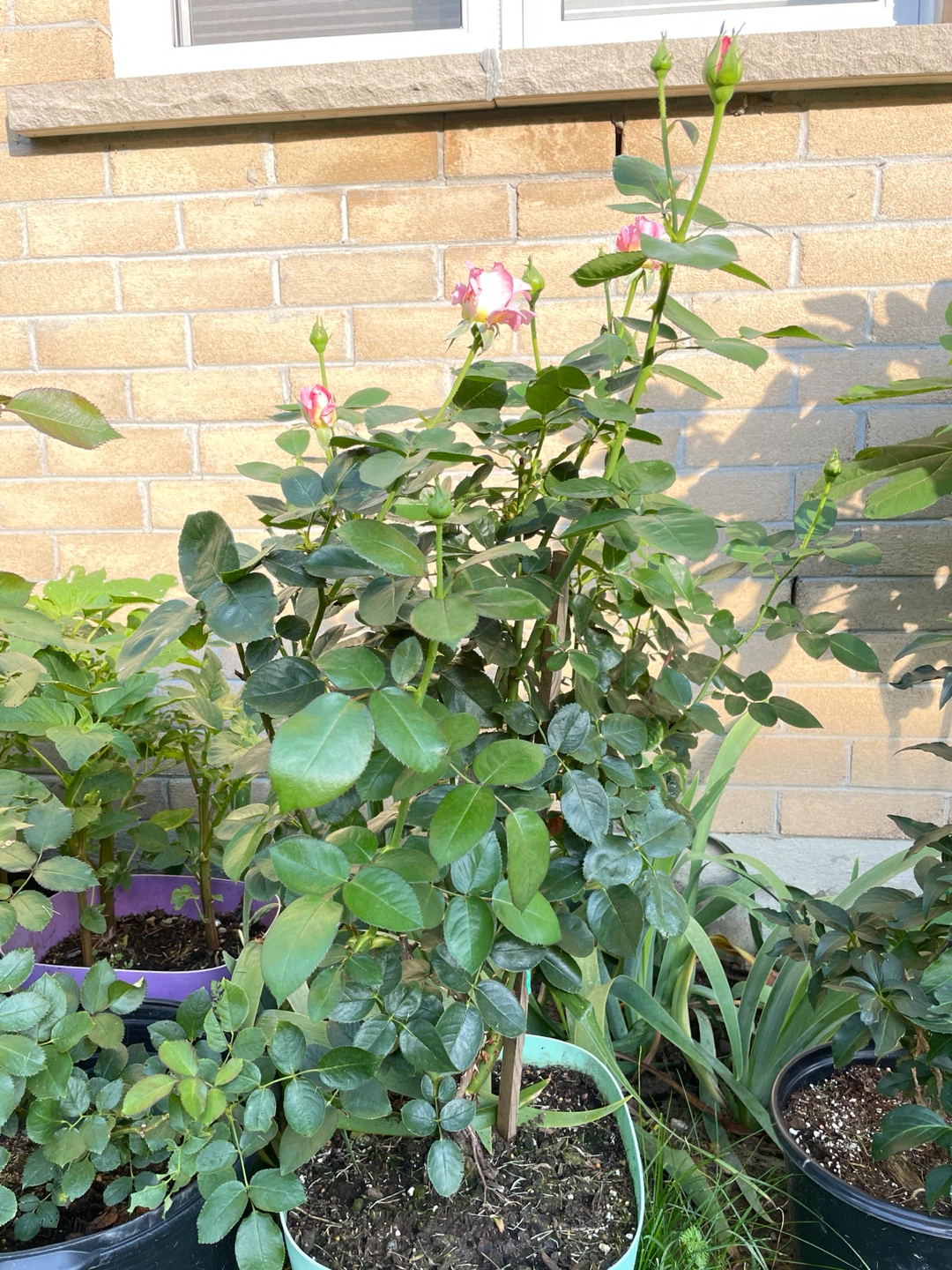 Grandiflora - orange pink Rose - 3 years old - photo 3