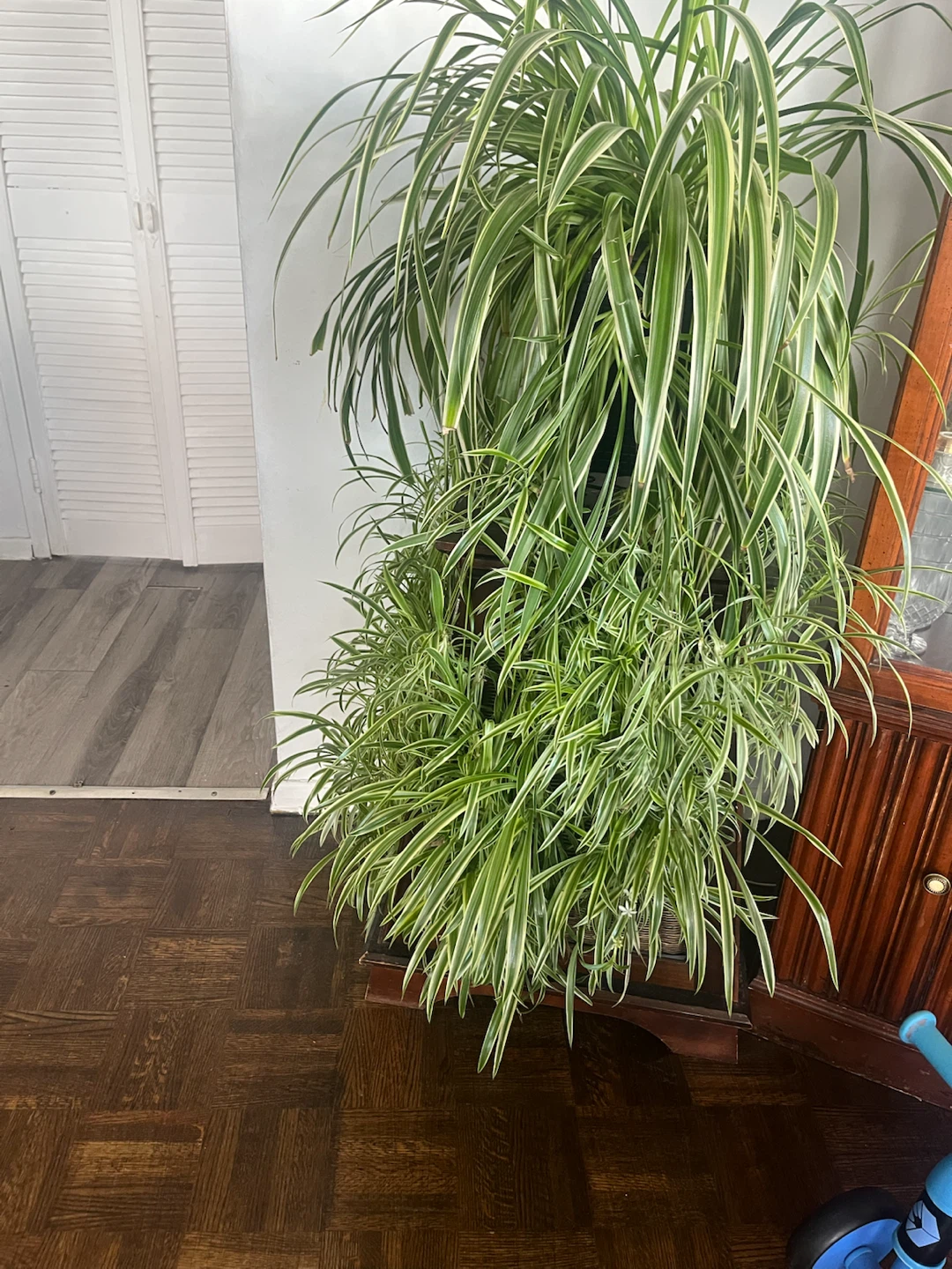 Pothos and Spider Plant Duo and pots the price between 15 and 50