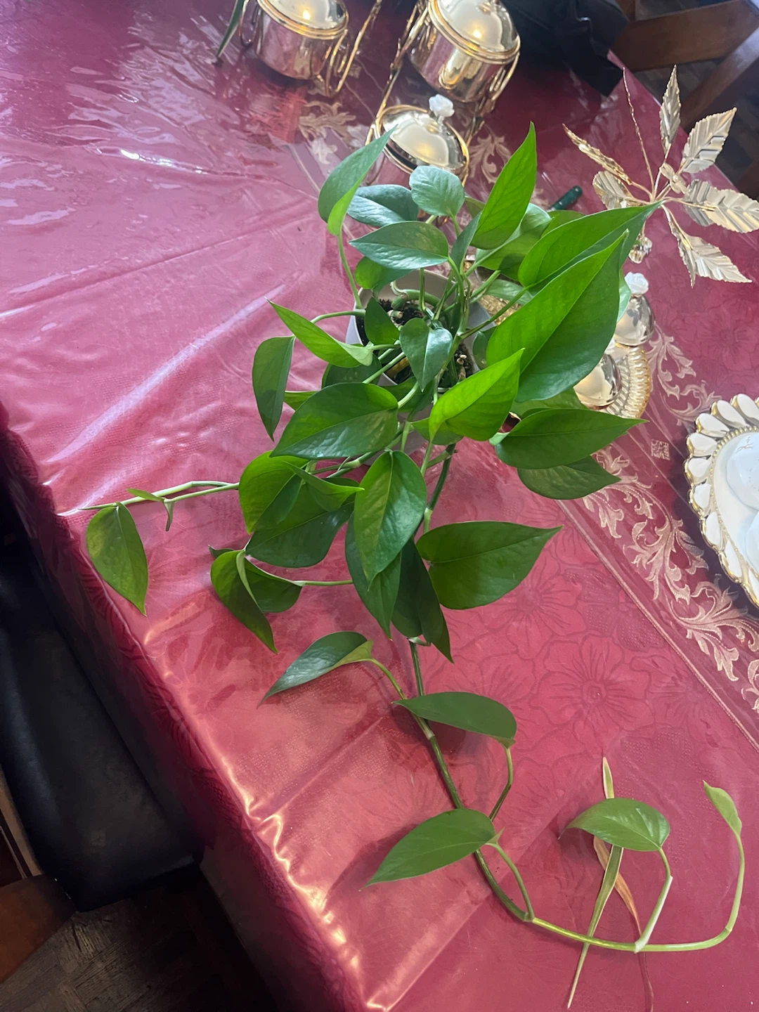 Pothos and Spider Plant Duo and pots the price between 15 and 50 - photo 2