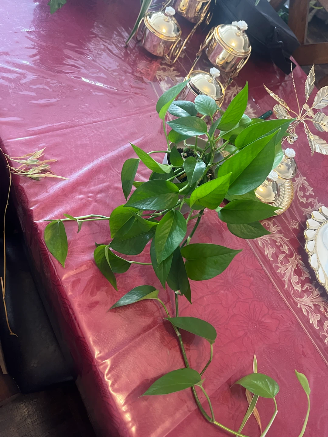 Pothos and Spider Plant Duo and pots the price between 15 and 50 - photo 3