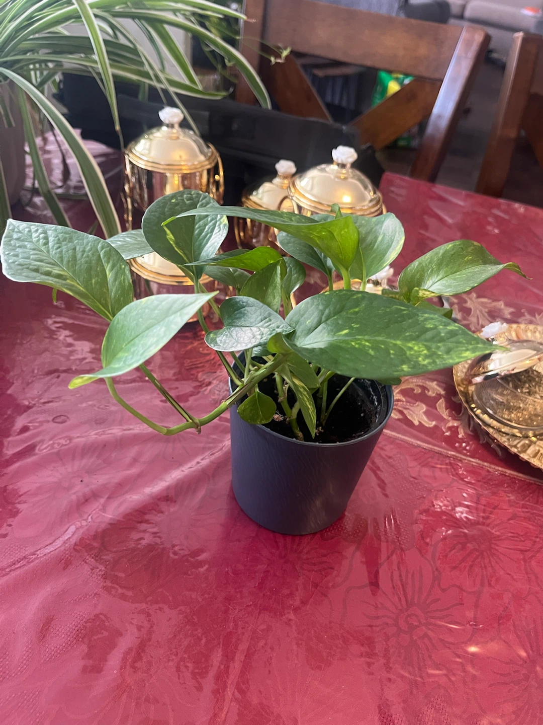 Pothos and Spider Plant Duo and pots the price between 15 and 50 - photo 4