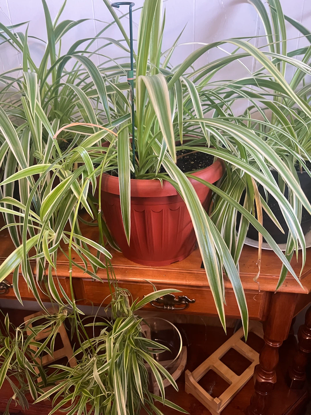 Pothos and Spider Plant Duo and pots the price between 15 and 50 - photo 5