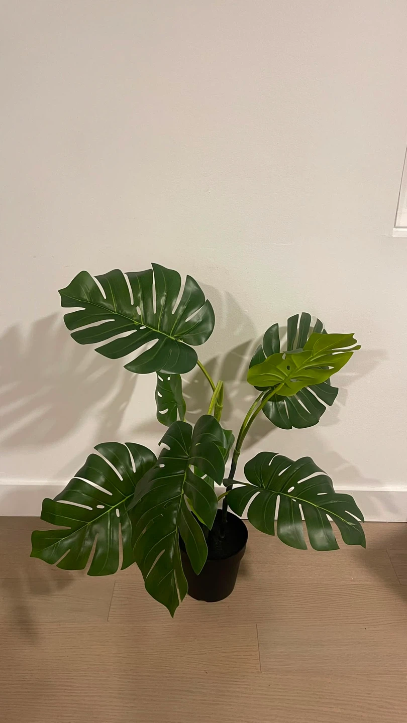 Artificial Monstera Plants (Set of 2) 65$ each